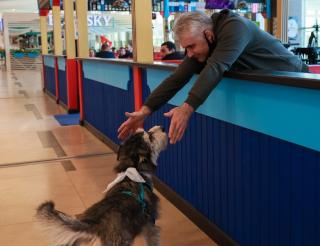Krasnoyarsk volunteers and dog handlers help airport passengers overcome their fear of flying